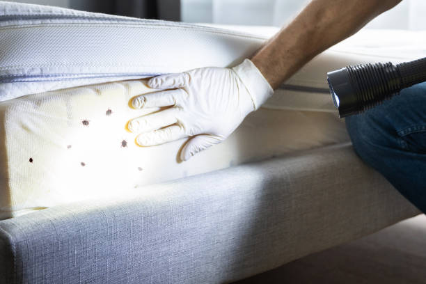 Best Wasp Removal Services  in Jamesburg, NJ